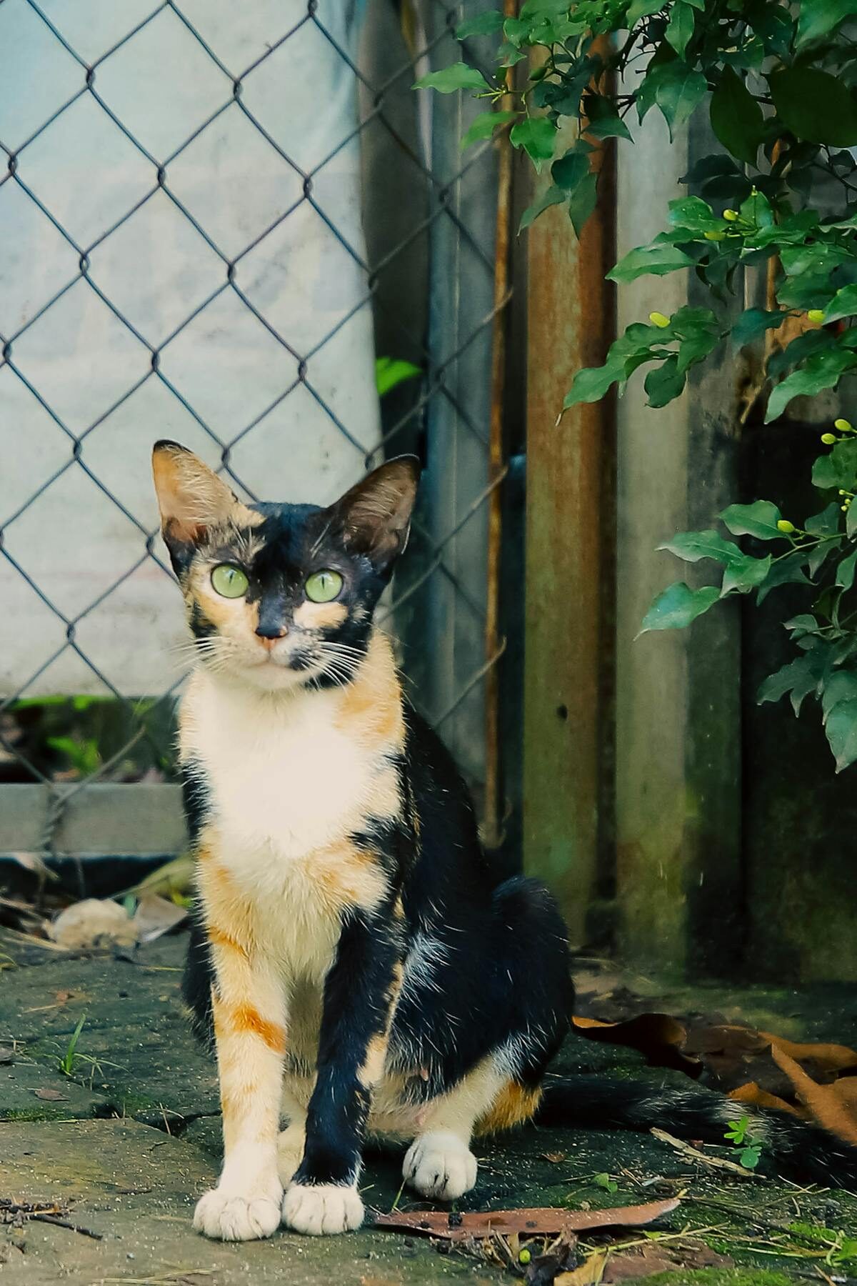 Outdoor cat enclosure